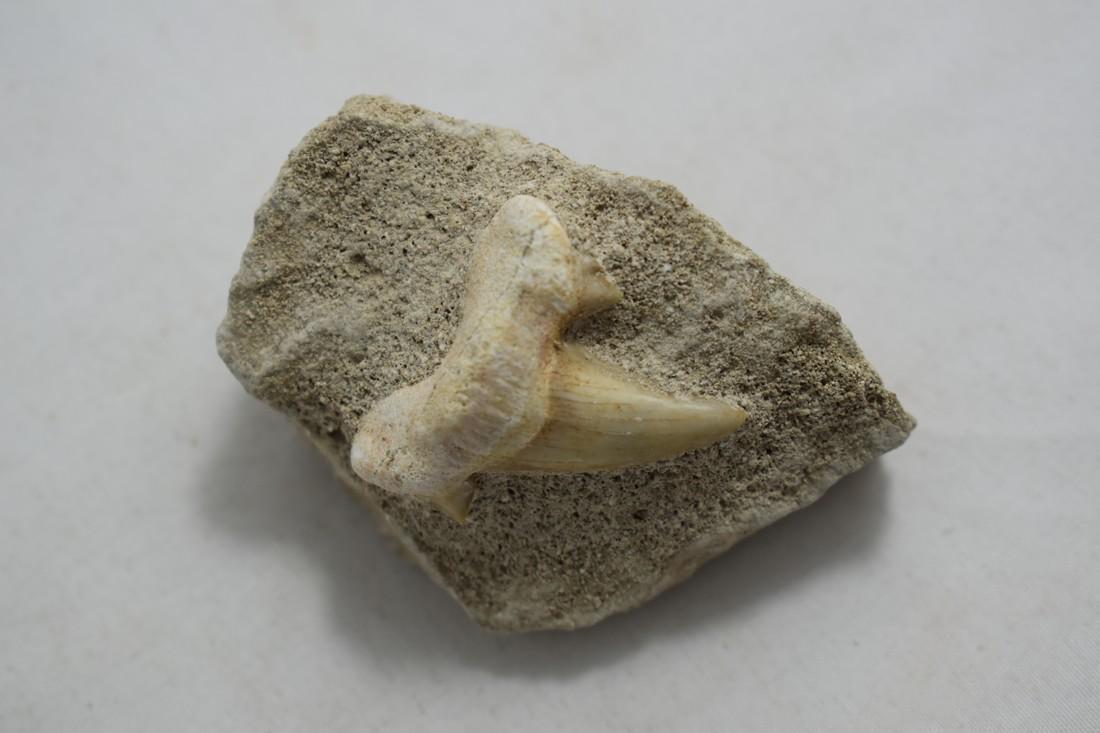 2 1/2" Megalodon Tooth Fossil: 2 1/2" Megalodon Tooth Fossil Reserve: $10.00 Shipping: Domestic: Flat-rate of $10.00 to anywhere within the contiguous U.S. International: Foreign shipping rates are determined by destination. Combin