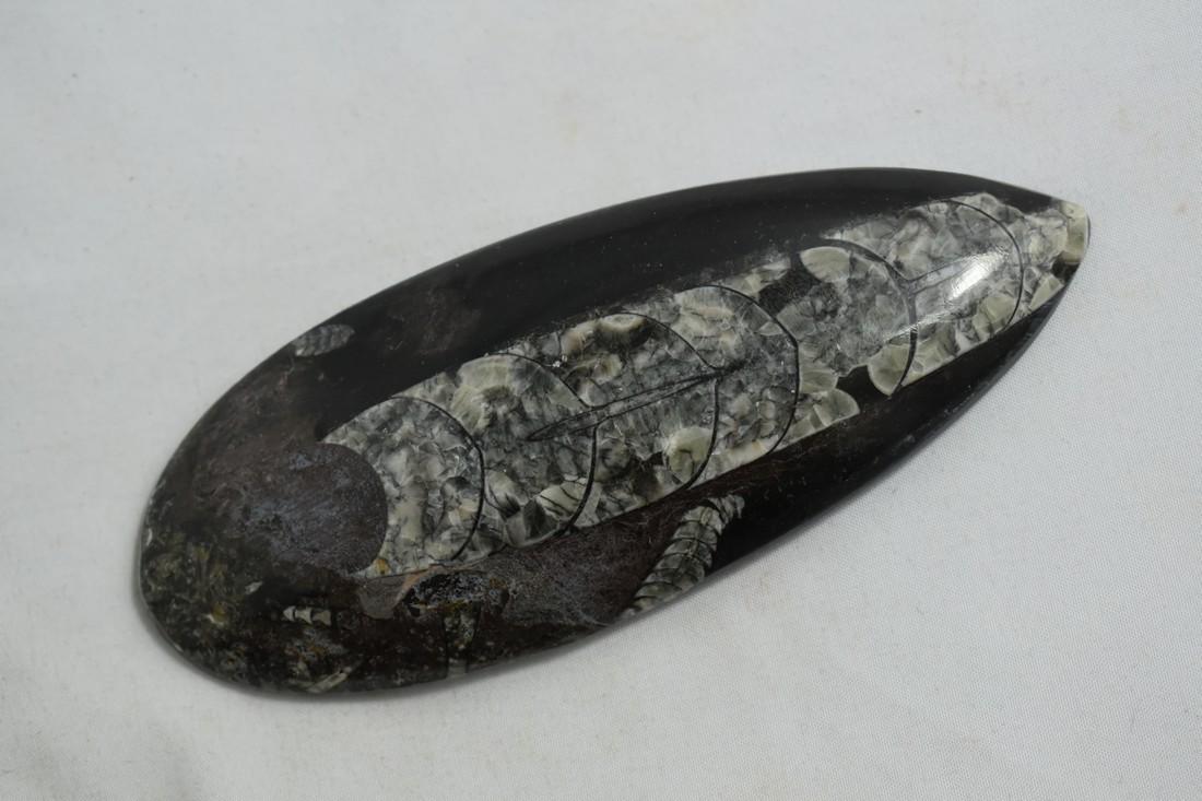 5" Polished Orthoceras Fossil, Fantastic Detail and: 5" Polished Orthoceras Fossil, Fantastic Detail and Coloring Reserve: $10.00 Shipping: Domestic: Flat-rate of $10.00 to anywhere within the contiguous U.S. International: Foreign shipping rates are de