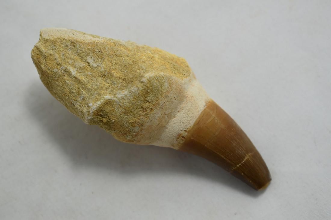 3 5/8" Mosasaur Tooth Fossil: 3 5/8" Mosasaur Tooth Fossil Reserve: $10.00 Shipping: Domestic: Flat-rate of $10.00 to anywhere within the contiguous U.S. International: Foreign shipping rates are determined by destination. Combine