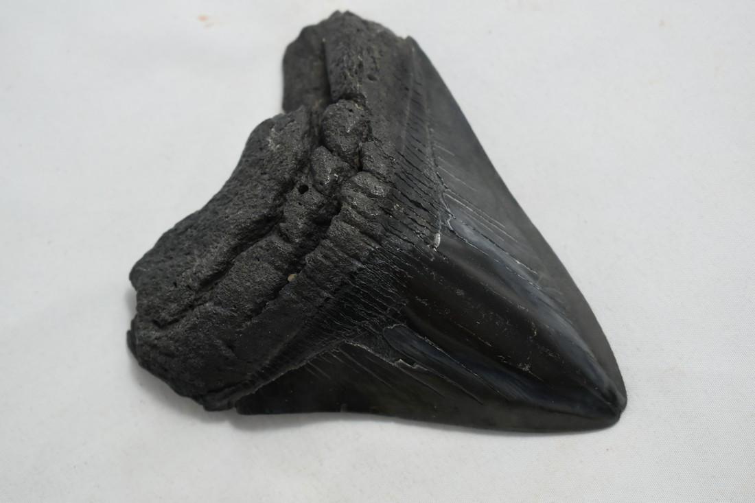 4 1/8" Fantastic Megalodon Tooth Fossil: 4 1/8" Fantastic Megalodon Tooth Fossil Reserve: $10.00 Shipping: Domestic: Flat-rate of $10.00 to anywhere within the contiguous U.S. International: Foreign shipping rates are determined by destinati