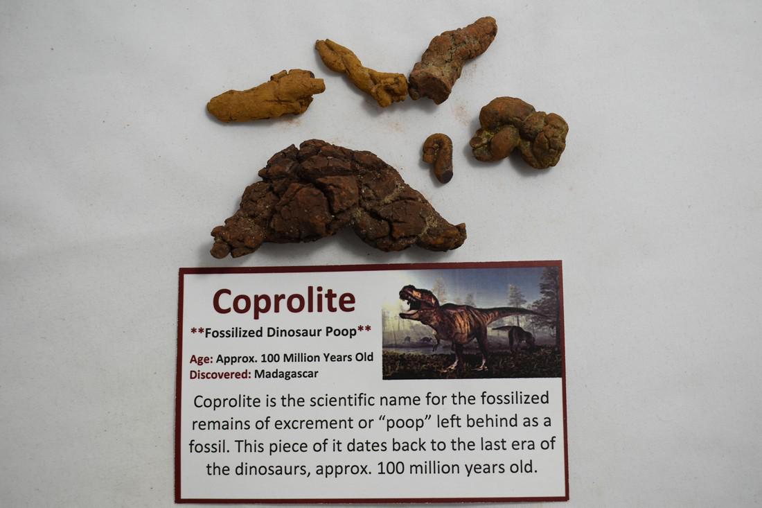 Lot of 5 Coprolite Fossils, Dinosaur Dung, excellent: Lot of 5 Coprolite Fossils, Dinosaur Dung, excellent Specimen Reserve: $10.00 Shipping: Domestic: Flat-rate of $10.00 to anywhere within the contiguous U.S. International: Foreign shipping rates are d