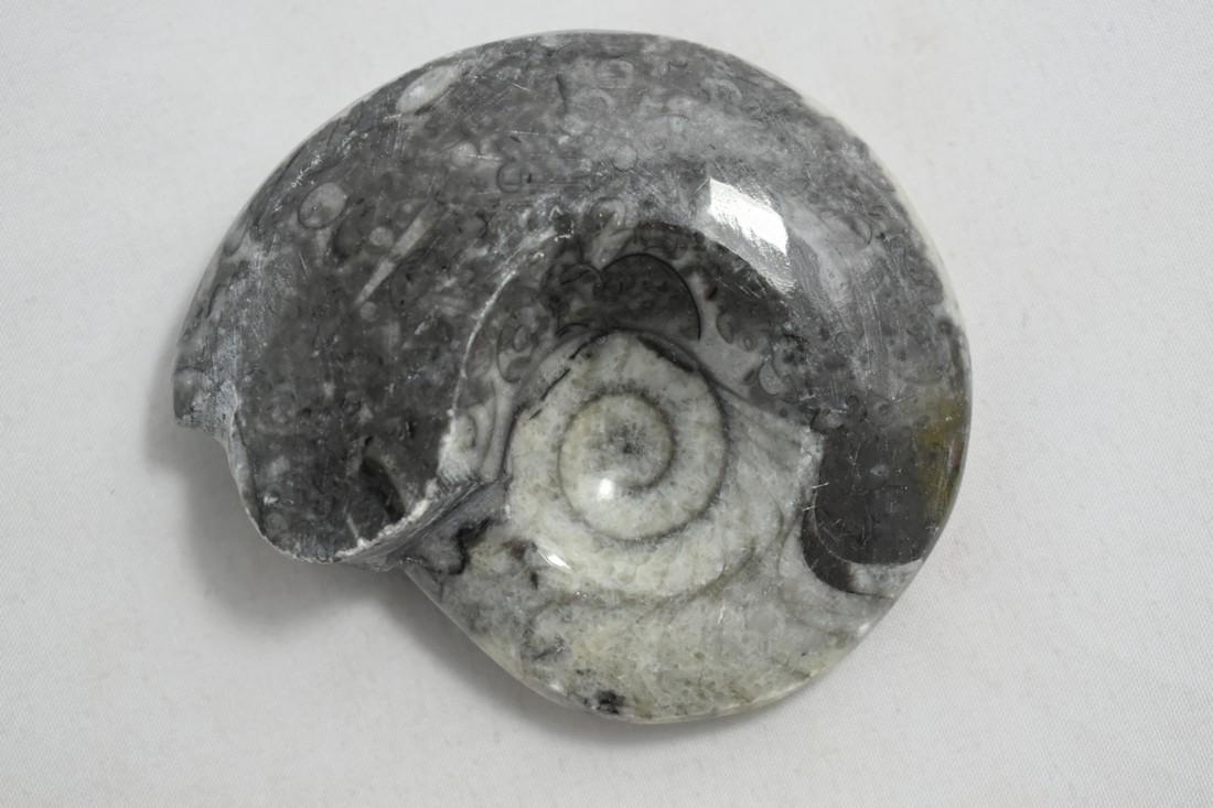 2 7/8" Polished Ammonite Fossil: 2 7/8" Polished Ammonite Fossil Reserve: $10.00 Shipping: Domestic: Flat-rate of $10.00 to anywhere within the contiguous U.S. International: Foreign shipping rates are determined by destination. Comb