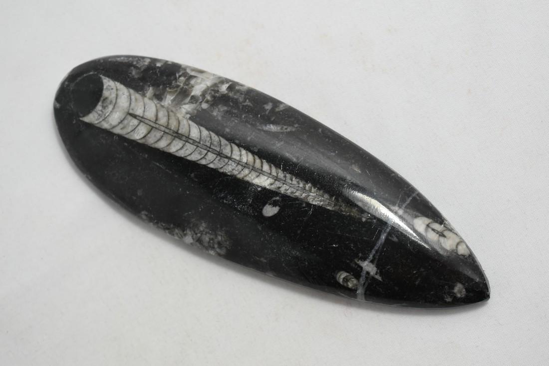6" Polished Orthoceras Fossil, Excellent Definition (1 of 3)