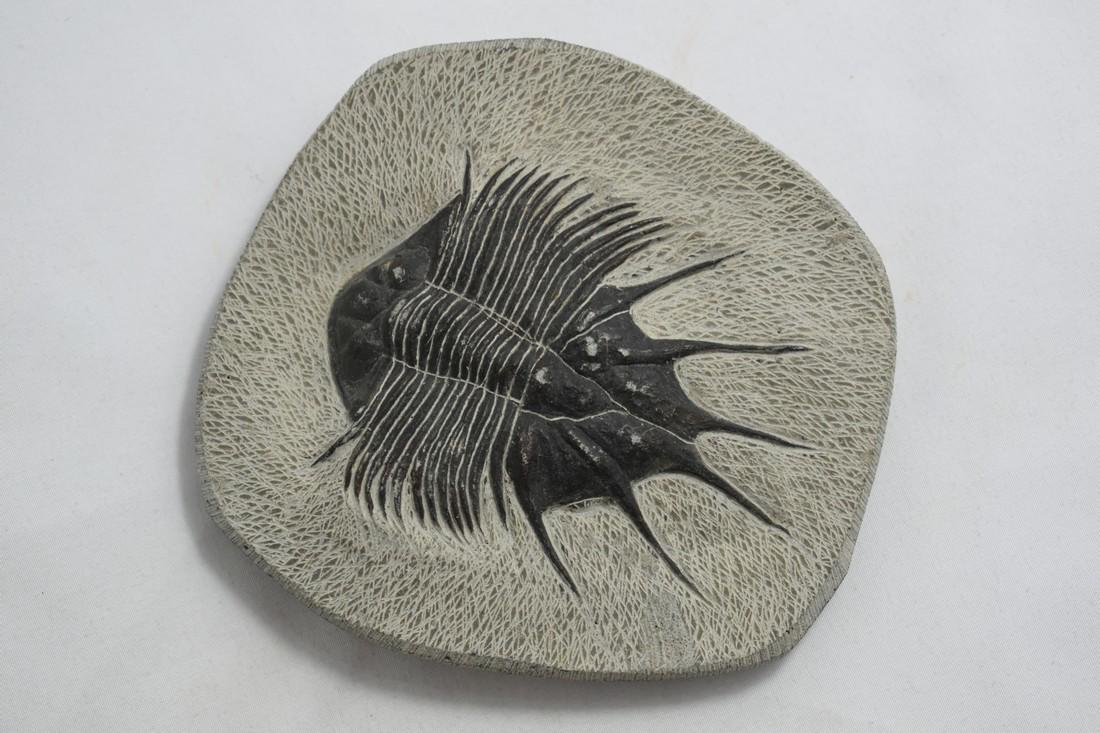 4 1/2" Excellent Trilobite Fossil Plate (1 of 3)