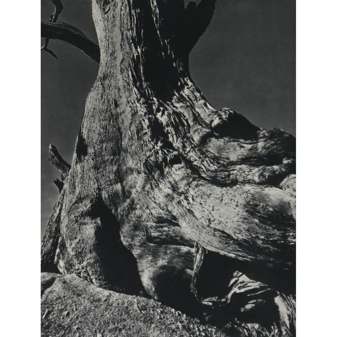 EDWARD WESTON - Twisted Stump: Artist: EDWARD WESTON Print Title: Twisted Stump Medium: Sheet-Fed Gravure Printing Date: 1930's Printed in France Image Size: 9 x 7 inches Edward Weston (1886-1958) was a 20th-century American photog