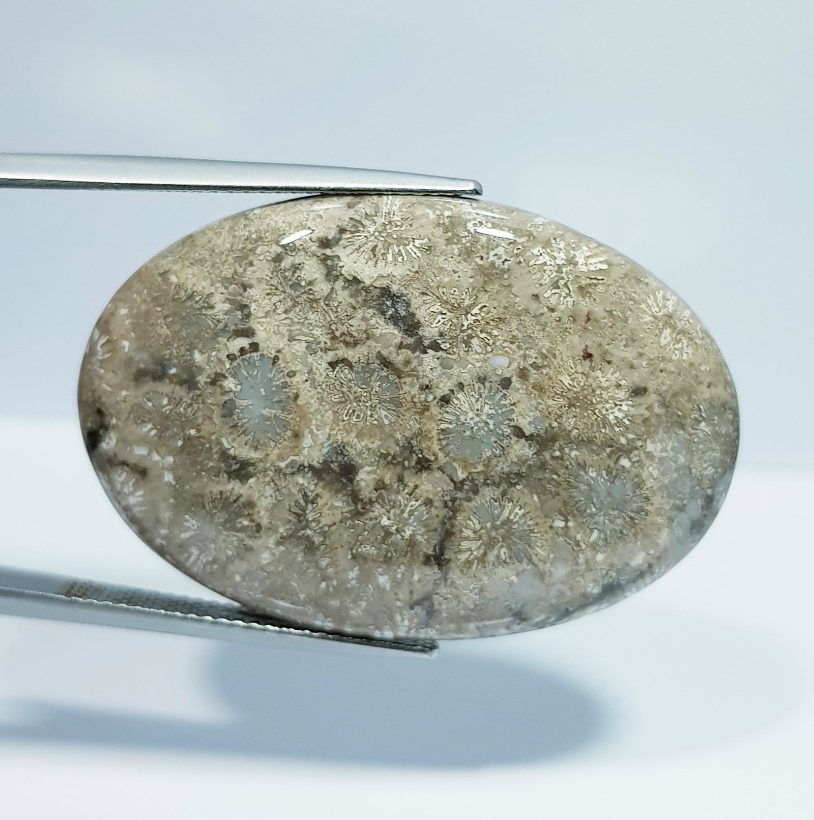 45.99 Ct Natural Fossil Coral: No Reserve! Title: 45.99 Ct Natural Fossil Coral Color/Clarity: Opaque Carat Weight: 45.99 Dimensions: 37.25 x 25.40 x 6.00 Additional Information: Oval - Brazil Shipping: Domestic: Flat-rate of $7.