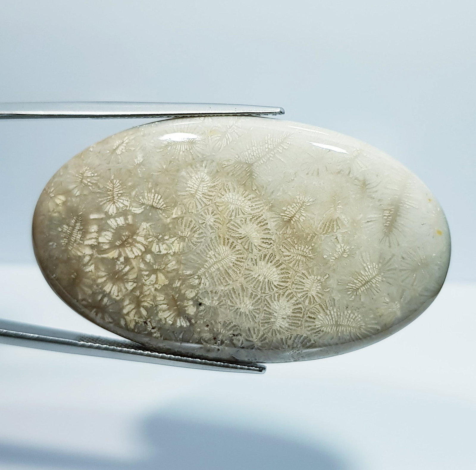 66.00 Ct Natural Fossil Coral: No Reserve! Title: 66.00 Ct Natural Fossil Coral Color/Clarity: Opaque Carat Weight: 66 Dimensions: 47.50 x 28.00 x 6.10 Additional Information: Oval - Brazil Shipping: Domestic: Flat-rate of $7.00