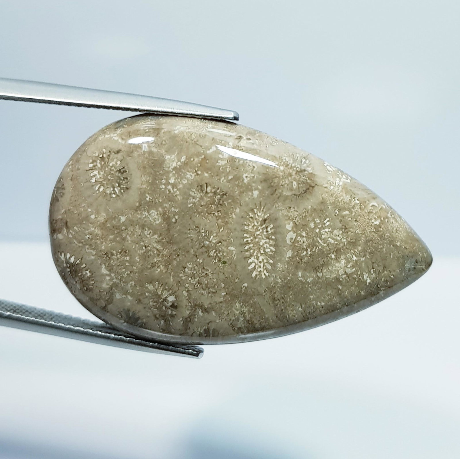 35.43 Ct Natural Fossil Coral: No Reserve! Title: 35.43 Ct Natural Fossil Coral Color/Clarity: Opaque Carat Weight: 35.43 Dimensions: 35.30 x 21.30 x 6.10 Additional Information: Pear - Brazil Shipping: Domestic: Flat-rate of $7.