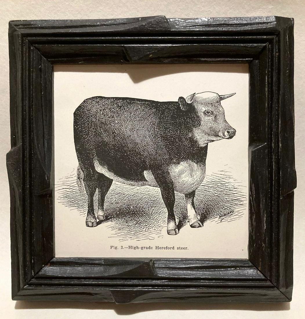 1899 Hereford Steer cow print (1 of 3)