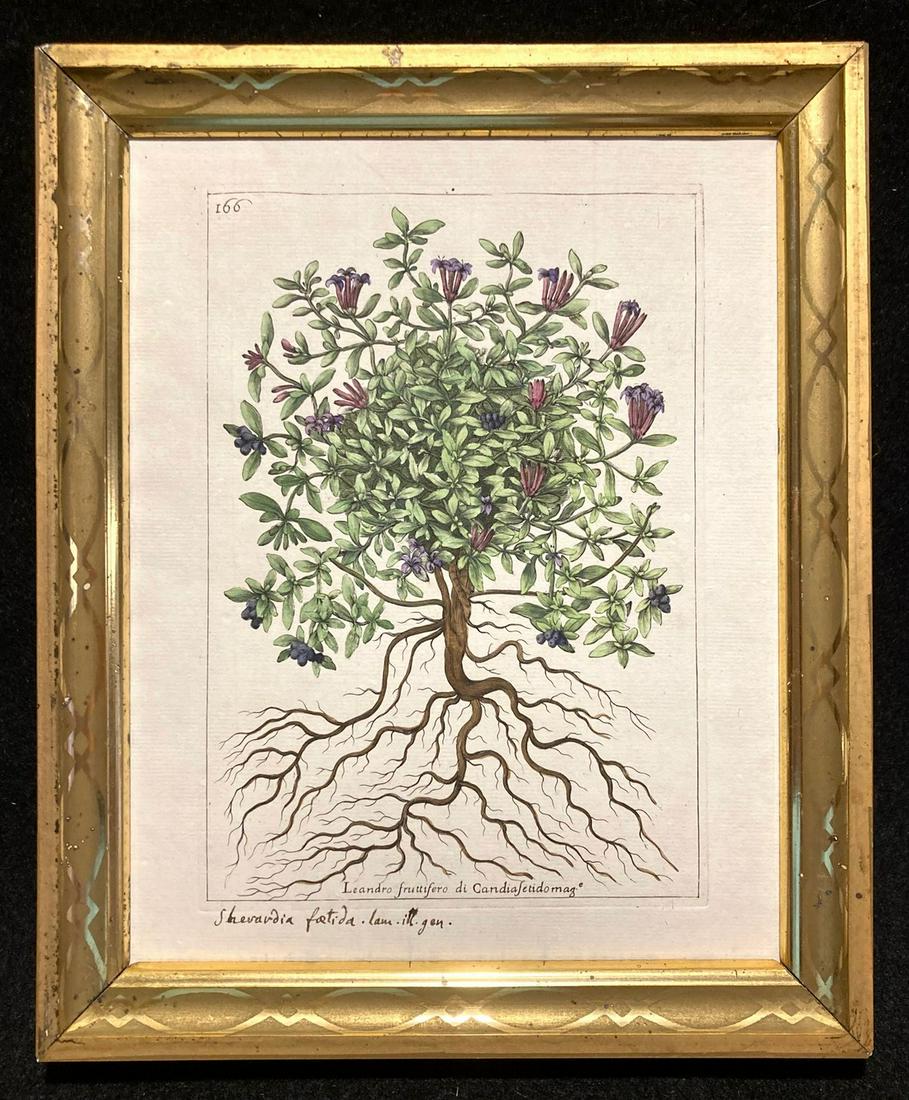C1800 hand colored copperplate botanical engraving (1 of 4)