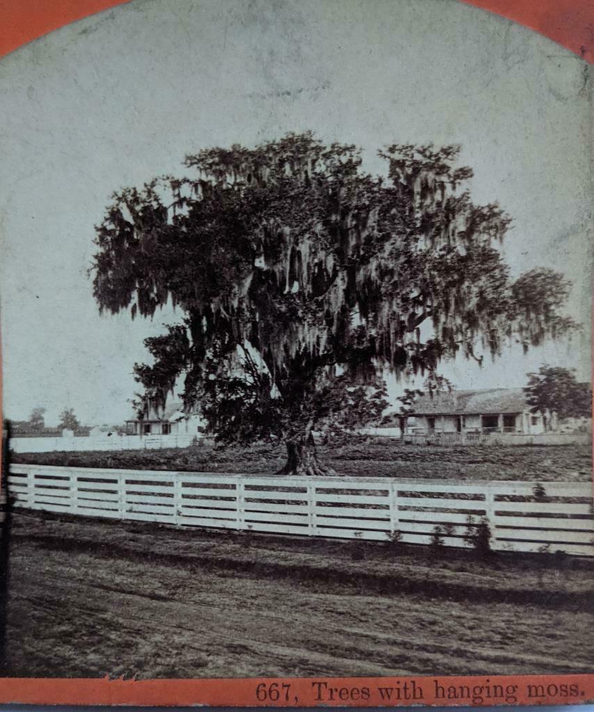 ca. 1880 TREES w HANGING MOSS, LOUISIANA SCENERY by S. (1 of 6)