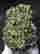 item-104963677=2