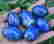 item-105063977=5