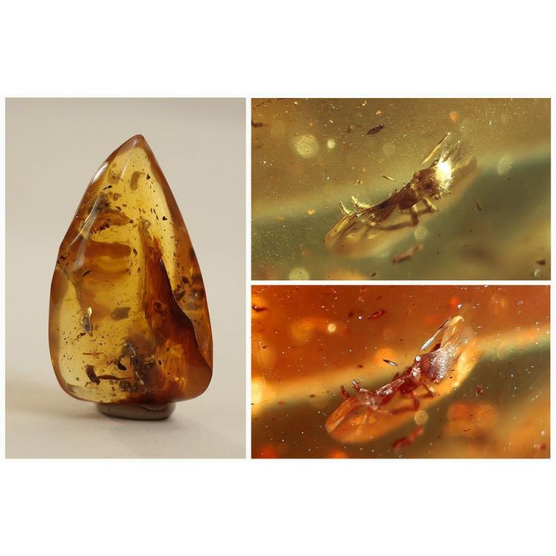 Baltic amber with inclusion spider (Araneae) fossil: Weight: 13.04 gram (0,45 oz) Size: 17?31?51 mm Inclusion: spider (Araneae) Age: 45-50 million years old Stone: 100% natural Baltic amber Treatment: no Condition: as on the photo (good) Tested 100% nat