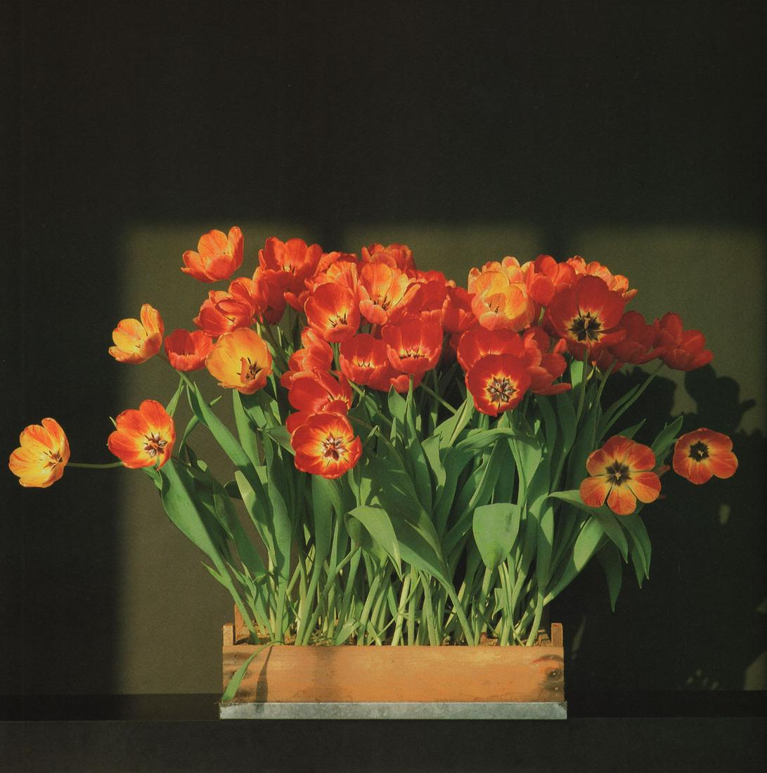 MAPPLETHORPE - Tulips, 1983 (1 of 1)
