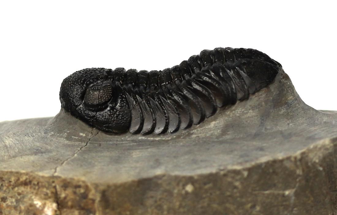 Fossil Trilobite : Boeckops Stelcki: Title: Fossil Trilobite : Boeckops Stelcki Date/Period: Low. Devonian - Emsian stage Find Spot: Jbel Zguilma (Foum Zguid) - Morocco Description: This is a very nice specimen of one of the rarer trilob