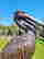 item-105915743=2