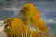 item-105983515=4