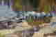 item-105983518=2
