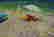 item-105983522=5