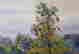 item-105983776=3