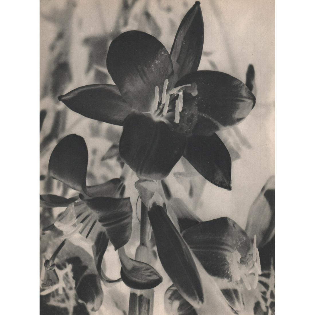 MAN RAY - Solarized Lily: Artist: MAN RAY Print Title: Solarized Lily Medium: Sheet-fed Gravure Printing Date: 1930's Printed in France Image size approx: 11 x 8.5 inches Man Ray, original name Emmanuel Radnitzky, was born on 