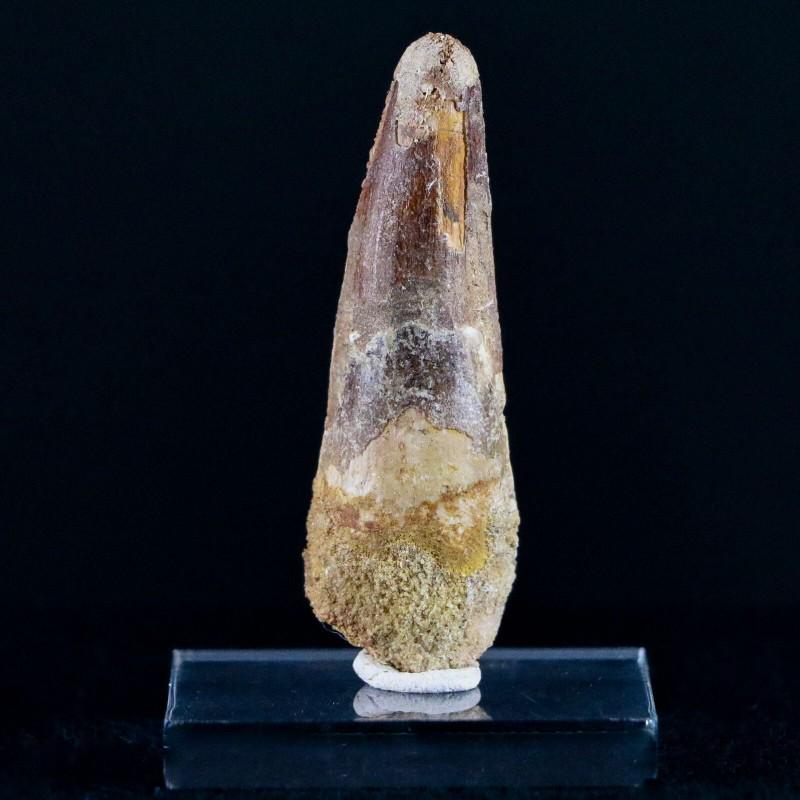 Natural spinosaurus tooth fossil dino acryl mineral: Name: Spinosaurus fossil tooth Size: 2 inch (51 mm) x 0,7 inch (18 mm) Weight: 0,4 oz (11 g) The Spinosaurus was a dinosaur that lived during the Cretaceous period in North Africa, approximately 100 m