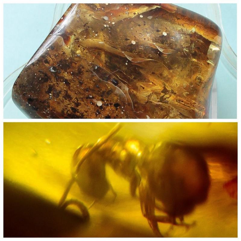 77g Natural Baltic amber fossil insect, inclusion rare (1 of 13)