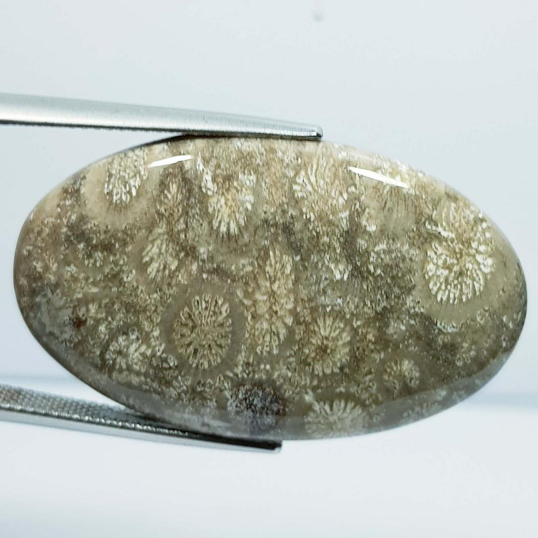 37.36 ct Natural Fossil Coral: No Reserve! Title: 37.36 ct Natural Fossil Coral Color/Clarity: Opaque Gemstones: Loosegemstone Carat Weights: 37.36 Size/Dimensions: 37.05 x 22.75 x 5.55 Additional Information: Oval - Brazil Shippin