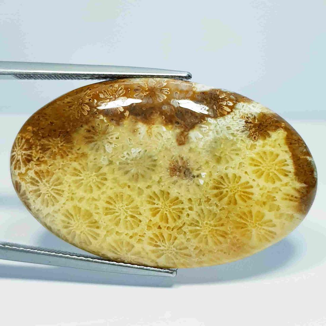 43.65 ct Natural Fossil Coral: No Reserve! Title: 43.65 ct Natural Fossil Coral Color/Clarity: Opaque Carat Weight: 43.65 Size/Dimensions: 37.85 x 23.30 x 6.05 Additional Information: Oval - Brazil Shipping: Domestic: Flat-rate of