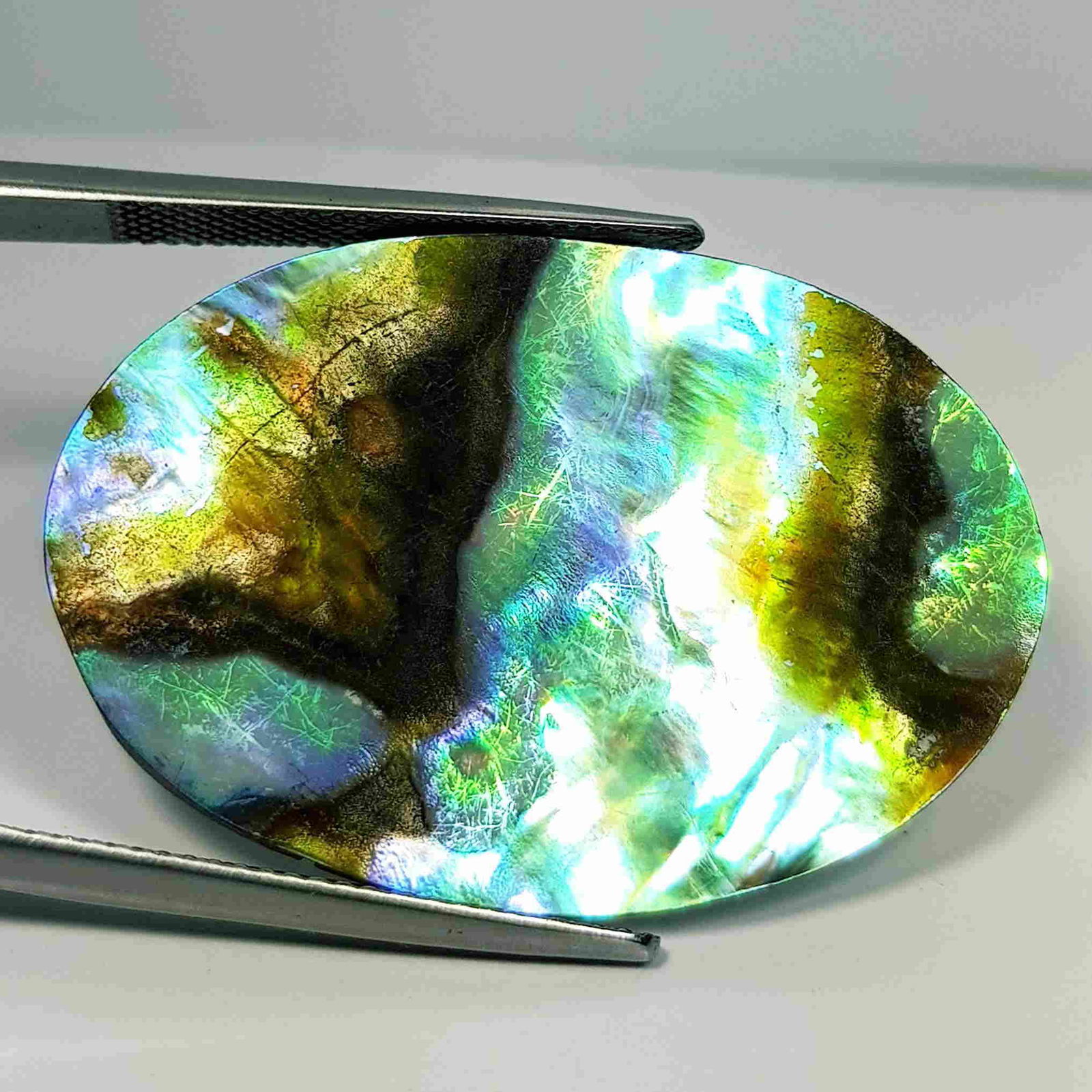 13.15 ct Natural Australian Abalon (1 of 5)