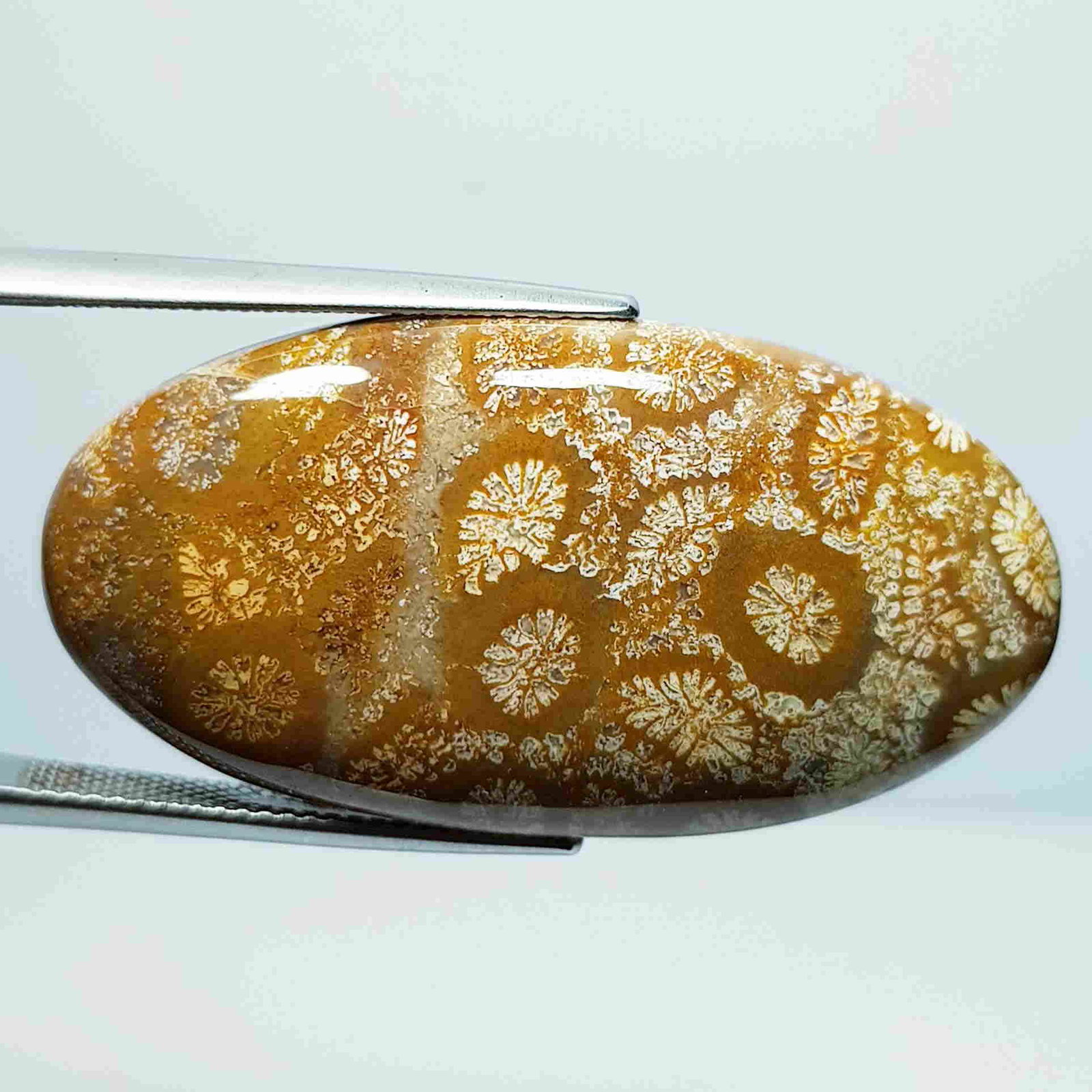 43.30 ct Natural Fossil Coral: No Reserve! Title: 43.30 ct Natural Fossil Coral Color/Clarity: Opaque Carat Weight: 43.3 Size/Dimensions: 39.65 x 20.35 x 6.35 Additional Information: Oval - Brazil Shipping: Domestic: Flat-rate of