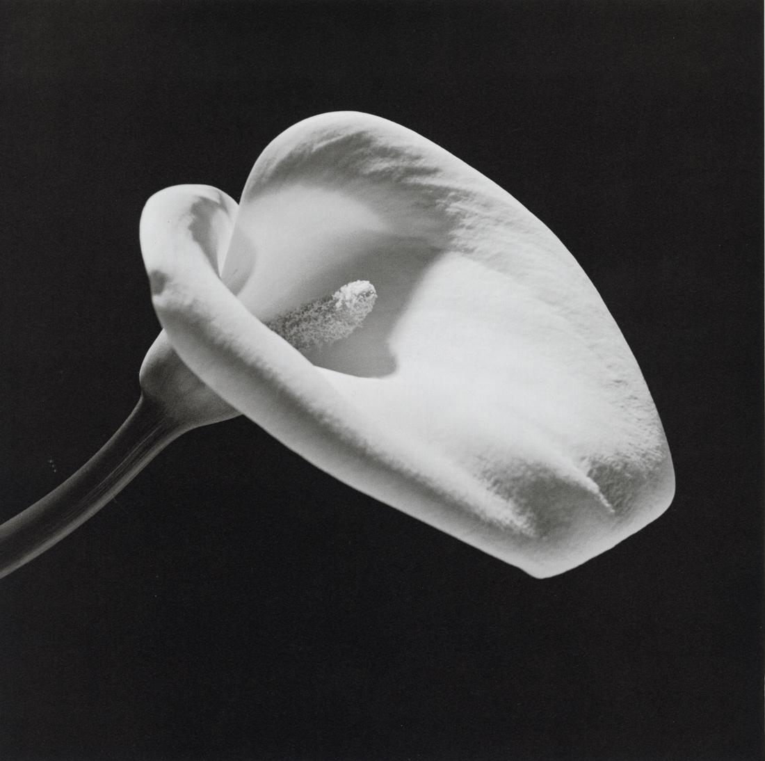 ROBERT MAPPLETHORPE - Calla Lily, 1984 (1 of 1)