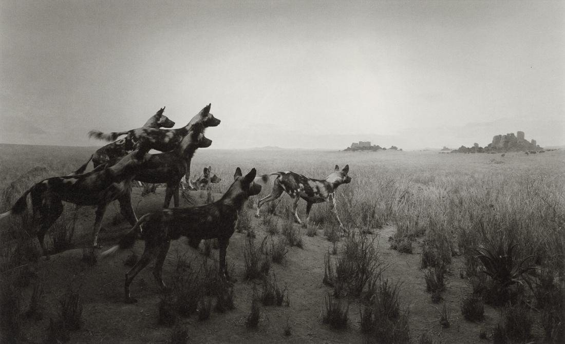 HIROSHI SUGIMOTO - Hunting Dog, 1980 (1 of 1)
