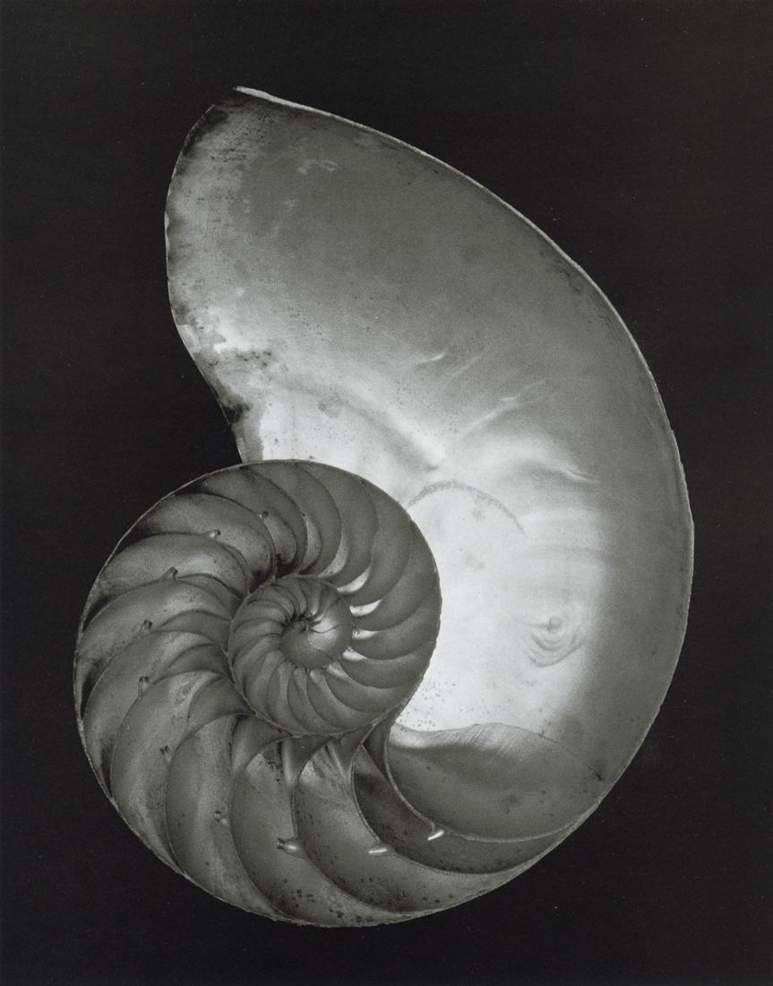 EDWARD WESTON - Shell, 1927 (1 of 1)