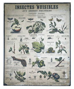 FRENCH school aid poster Émile Deyrolle 1880 insect: Made in France during the late 1880's this poster is a classroom aid piece created by Émile Deyrolle .Émile Deyrolle (1838–1917) was a French naturalist and natural history dealer in Paris. The