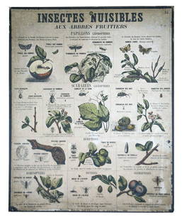 FRENCH school aid poster Émile Deyrolle 1880 insect: Made in France during the late 1880's this poster is a classroom aid piece created by Émile Deyrolle .Émile Deyrolle (1838–1917) was a French naturalist and natural history dealer in Paris. The bu