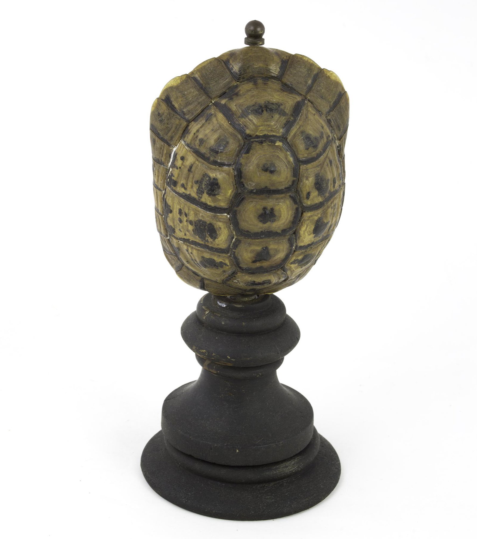 Turtle tortoise Antique mount in the manner of Émile (1 of 3)