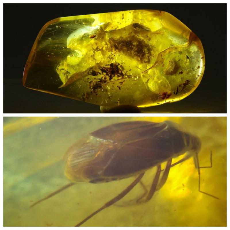 15g rare Baltic amber inclusion insect beetle (1 of 13)