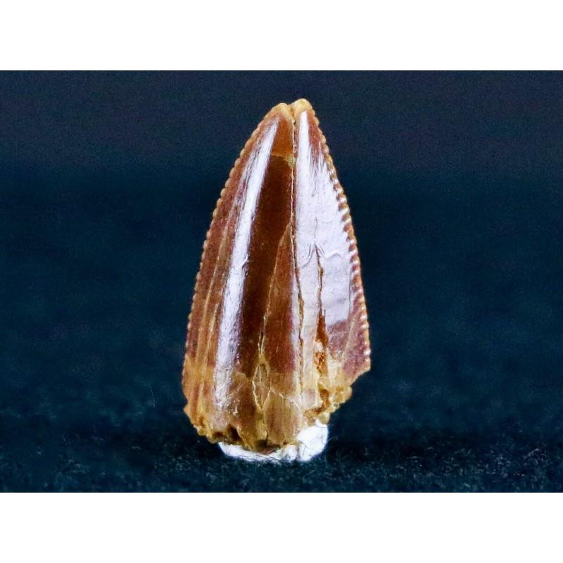 Dromaeosaurus fossil tooth dino raptor upper cretaceous: Name: Dromaeosaurus fossil tooth Size: 0,6 inch (15 mm) x 0,2 inch (5 mm) x 0,3 inch (8 mm) Weight: 0,3 oz (11 g) Dromaeosaurus was the original raptor. It was a small, vicious hunter that had a mouth