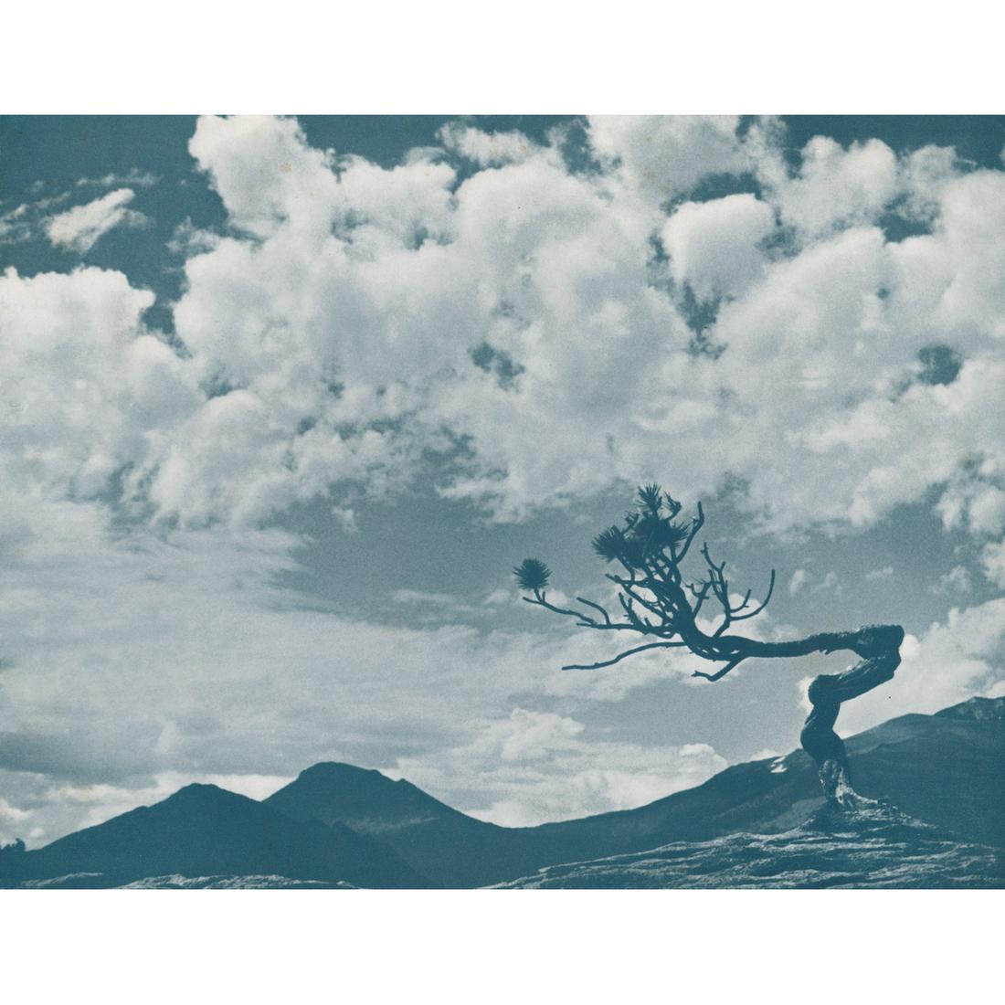 FRED G. KORTH - Lonesome Pine (1 of 1)