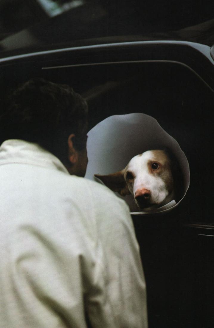 RALPH GIBSON - Dog, look of love: Artist: RALPH GIBSON Print Title: Dog, look of love Printing Date: 1990’s Medium: Photo-lithograph Printed in:Italy Image Size:10 x 7” Ralph Gibson (1960–1962) an American art photographer best
