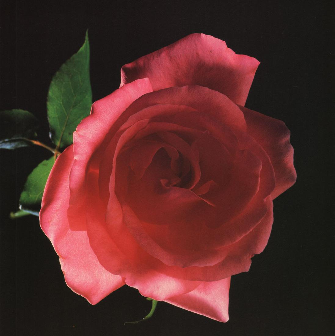 MAPPLETHORPE - Rose, 1988 (1 of 1)