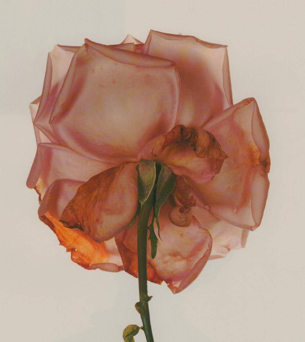 IRVING PENN - Rose(blue moon), London, 1970 (1 of 1)
