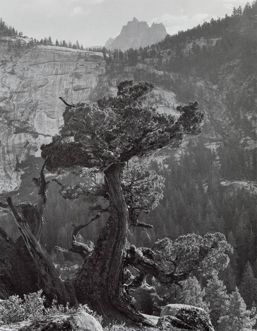 ANSEL ADAMS - Sierra Juniper, Yosemite, 1936 (1 of 1)