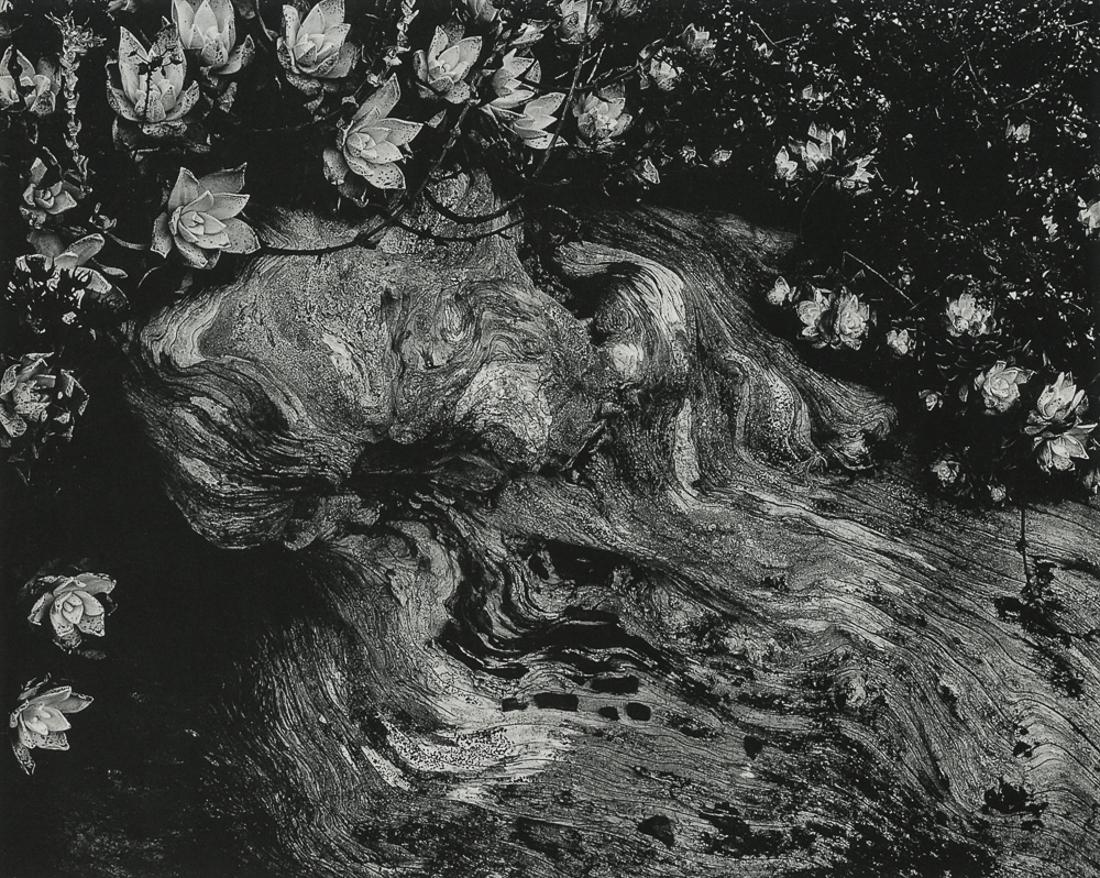 EDWARD WESTON - Cypress Root, Stone Crop, 1930 (1 of 1)
