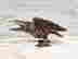 item-107252209=4