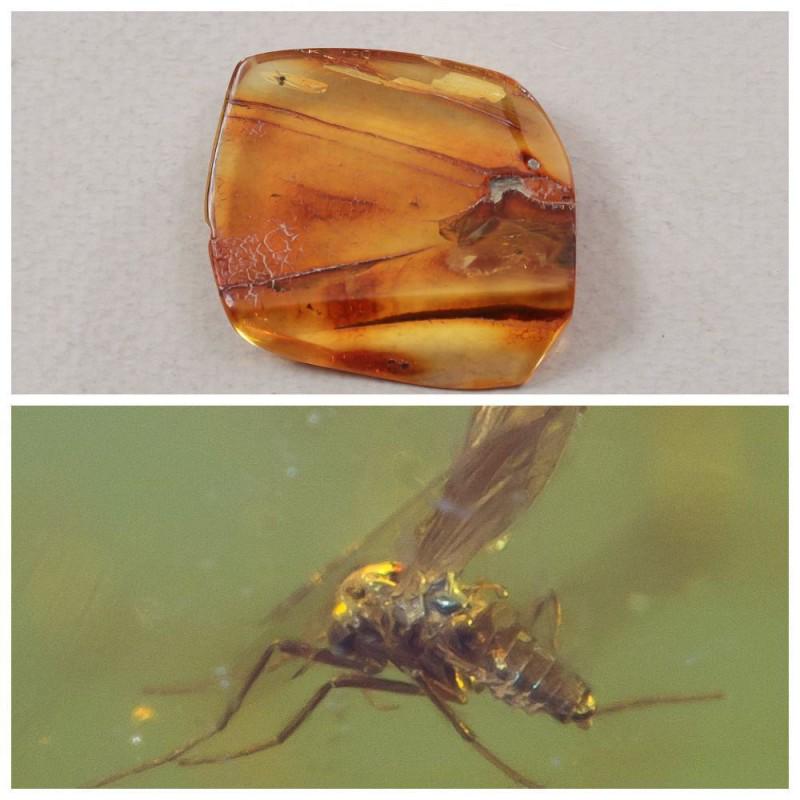 Natural Baltic amber stone fossil with insect, (1 of 11)