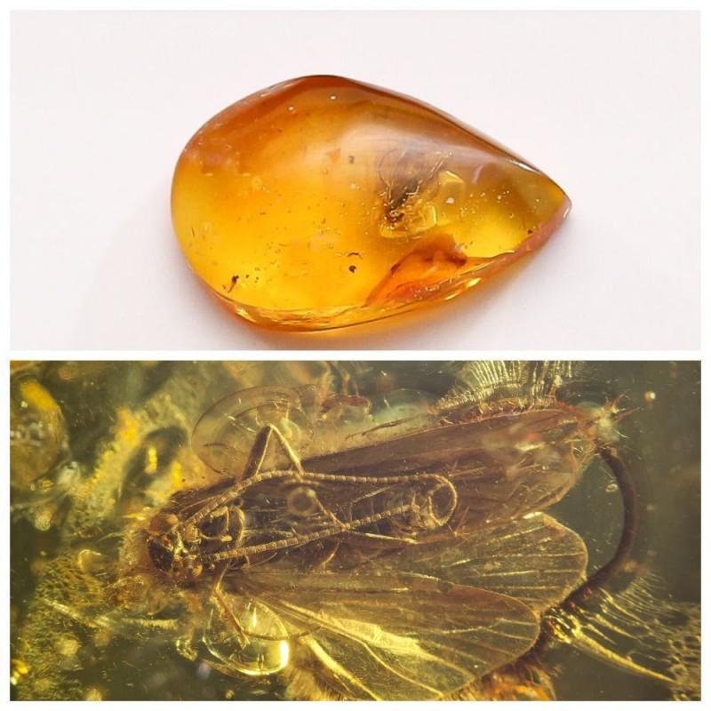 Insect in 100% Natural Baltic amber stone inclusion Fly: Faceted pendant shape unique amber piece with inclusion which is 45-50 million years old. Collectible piece! Extra big inclusion. Weight: 2.26 gram (0.07 oz) Inclusion: Fly (Diptera) Age: 45-50 millio