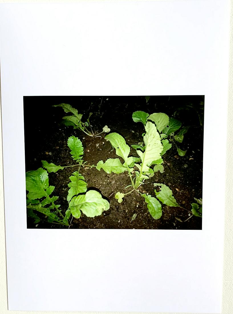 Louise Lawler (1 of 2)